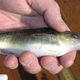Illustration for article titled Fish in polluted waters have evolved into toxin-resistant super mutants